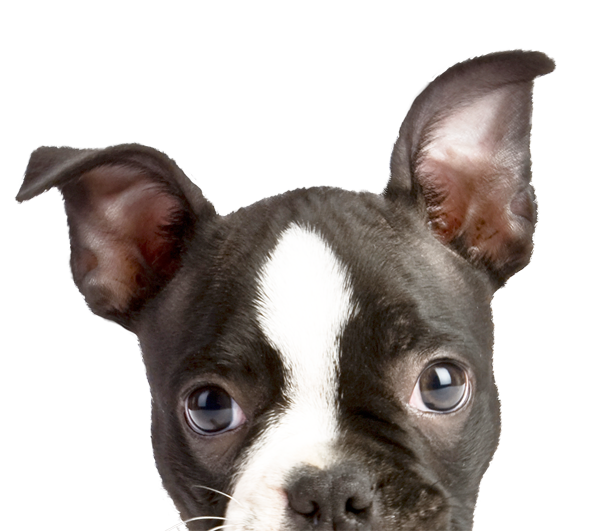 Boston terrier puppy after a gentle groom